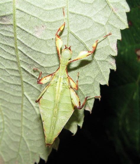 https://en.wikipedia.org/wiki/Phasmatodea in 2020 | Phasmatodea ...