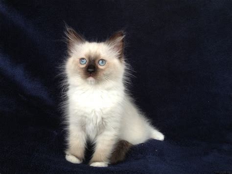 The Downside Risk of Seal Point Ragdoll Kittens That No One Is Talking ...