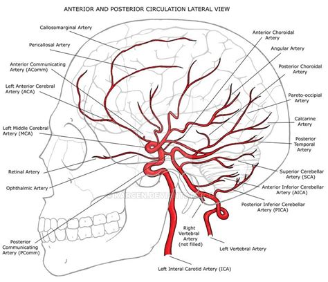 Circulación cerebral | Anatomy, Medical anatomy, Cerebral circulation