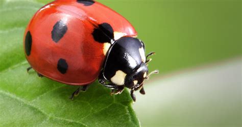 Dr. Dirt: Caulk to prevent unwelcome ladybugs