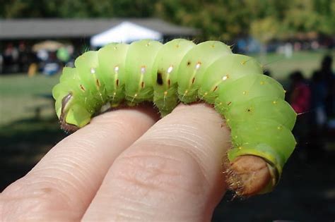 large green caterpillar - Antheraea polyphemus - BugGuide.Net