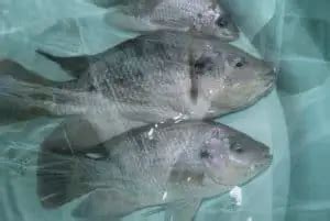 Tilapia Water Temperature Requirements in Aquaponics - Grower Today