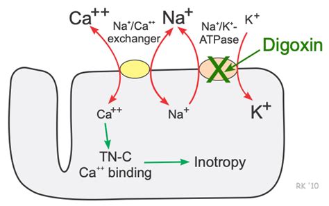 CV Pharmacology | Cardiac Glycosides (Digoxin)