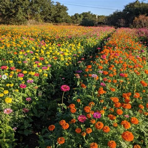 Local Texas Farm to Bring Culture and Community to Field to Vase Dinner ...