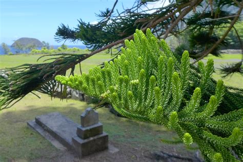 Araucaria columnaris (or A. heterophylla) | Either Norfolk I… | Flickr