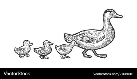 Duck And Ducklings Drawing