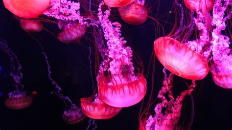 22 Jellyfish Facts for Kids that will Blow Your Mind – Facts For Kids