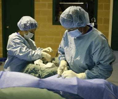 Taking a Horse to Surgery - Canberra Equine Hospital | Horse Vets