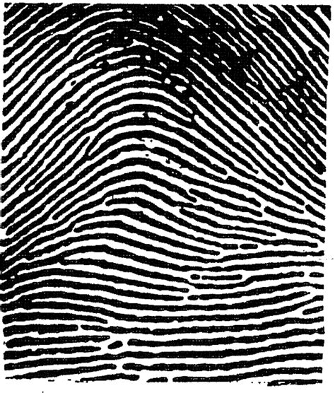 Ulnar Loop Fingerprint