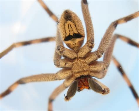 The 7 Scariest Spiders on Earth