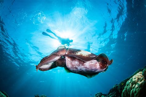 6 Unique Marine Animals Found on Australia’s East Coast