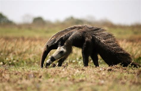 The Amazing World of Aardvarks: Uncovering Their Secret Lives