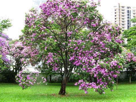 ARBOL PEZUÑA DE VACA: CUIDADOS, USO, RIEGO, Y MUCHO MÁS