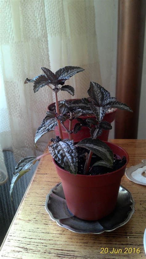 Aluminum plant | Plants, Beautiful flowers, Flowers