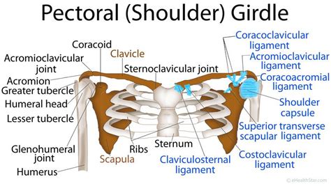 Pectoral Girdle Anatomy: Bones, Muscles, Function, Diagram | Girdle ...