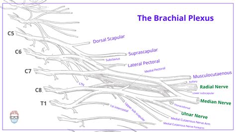 Brachial Plexus Anatomy: Roots, Trunks, Divisions, Cords & Branches