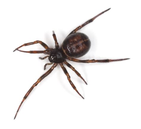 False Black Widow Spider Identification