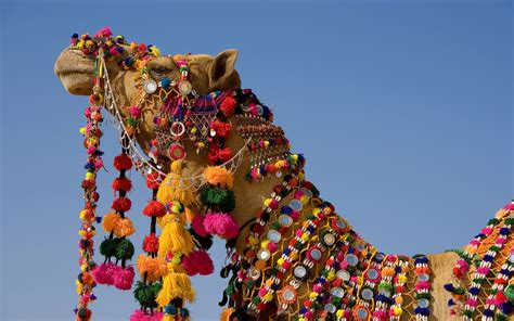 Decorated Camel in the Thar Desert 2C Jaisalmer 2C Rajasthan 2CIndia ...