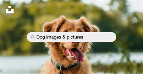 Dog Pictures | Download Free Images on Unsplash