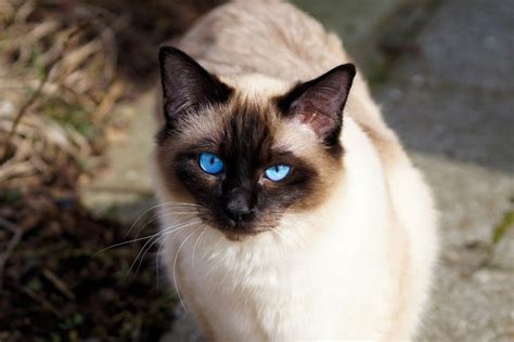 Do All Siamese Cats Have Blue Eyes? Breed Genetics Explained | Hepper