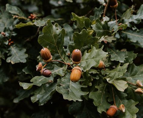 How To Plant Oak Tree Seeds | Storables