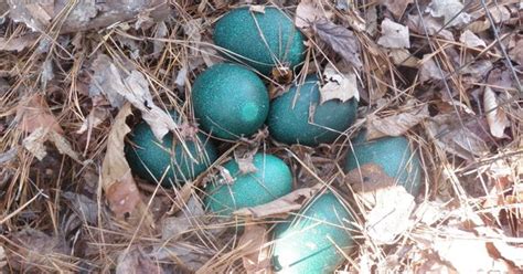 emu eggs in nest | eggs, no, bacon | Pinterest | Emu egg, Emu and Nest