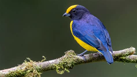 Yellow-Crowned Euphonia Bird Is Standing On Tree Branch In Blur ...