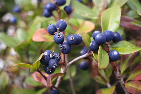 How to Grow Bilberries - Plant Instructions