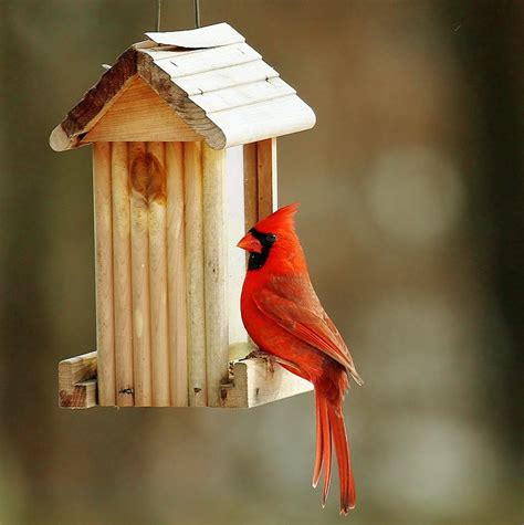 Six Squirrel Proof Feeders for Cardinals That Really Work