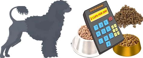 Portuguese Water Dog Food Calculator, Feeding Guide, and Chart