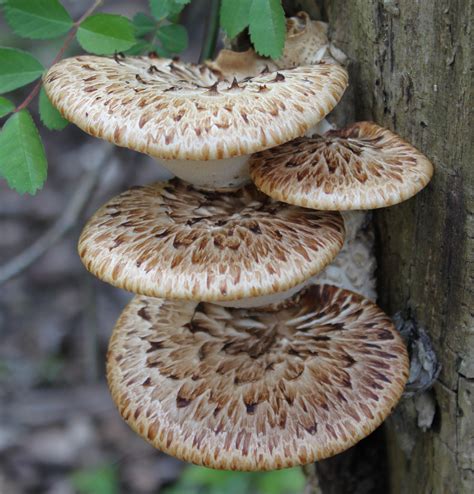 edible mushrooms that grow on trees in wisconsin - Collin Dickson