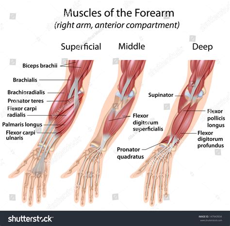 Forearm Flexor Muscles Labeled Stock Illustration 147943934 | Shutterstock