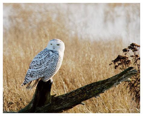 Snowy Owl Nest