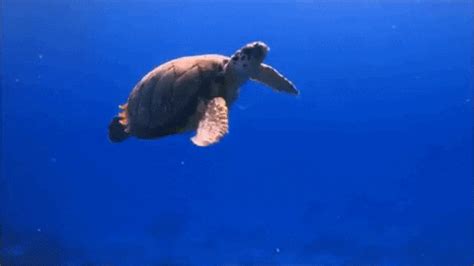 Sea Turtle Ocean GIFs - Get the best GIF on GIPHY