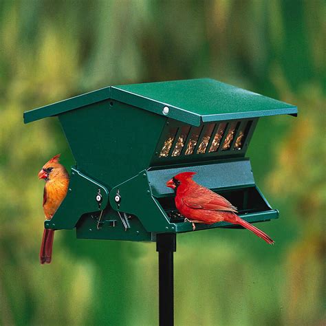 Beginner’s Guide to Backyard Bird Feeding – Chirp Nature Center