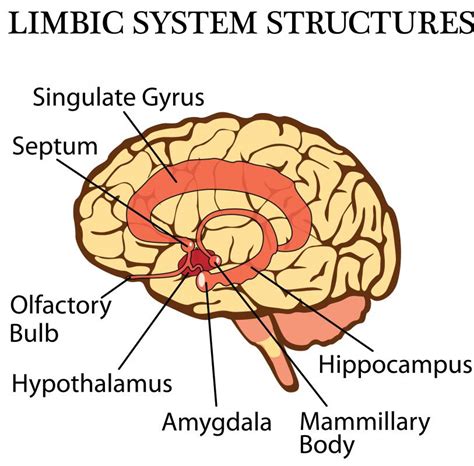 What Is the Limbic System? (with pictures)