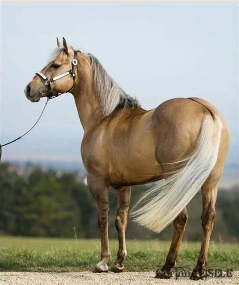 Palomino horse, Horses, Most beautiful horses