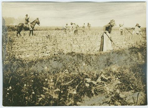 Sugarcane farm 1902 | Interesting history, Record history, History