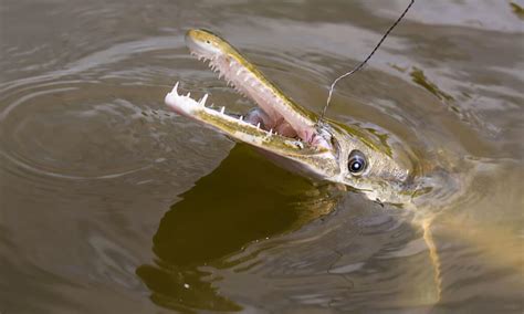 Alligator Gar Teeth: Everything You Need To Know - A-Z Animals