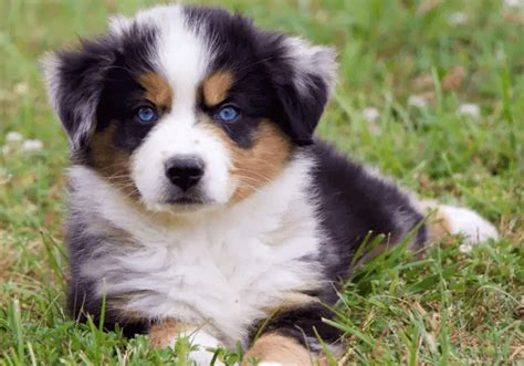 Miniature Australian Shepherds for Sale | Central Park Puppies