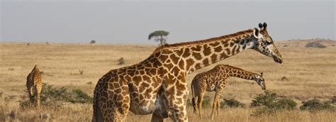 Best Tours and Trips in Nairobi National Park 2024/2025 – Compare ...