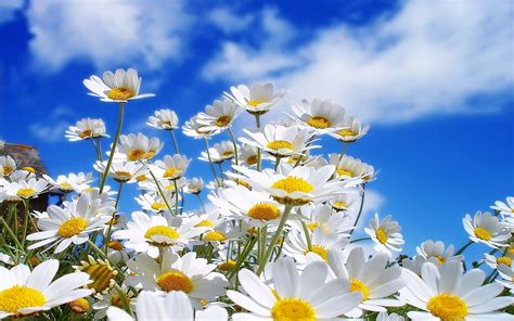 Daisy Field Wallpaper