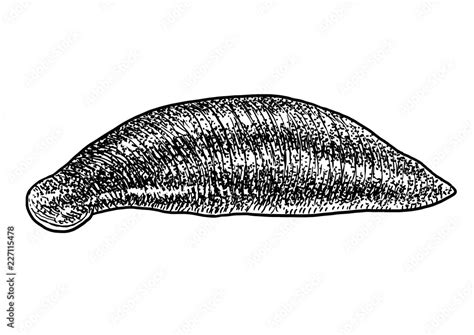 Medicinal leech illustration, drawing, engraving, ink, line art, vector ...