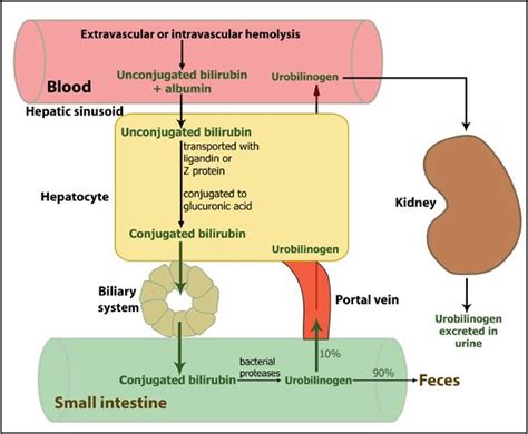 Outline of bilirubin metabolism | eClinpath