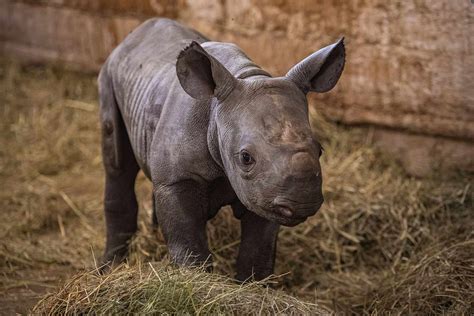 Endangered Baby Rhino Born at Czech Zoo Named Kyiv