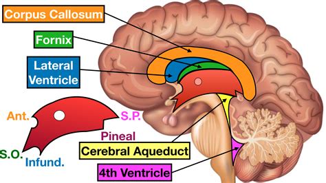 Septum Pellucidum And Lateral Ventricle