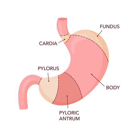 Human stomach anatomy diagram 16069904 Vector Art at Vecteezy