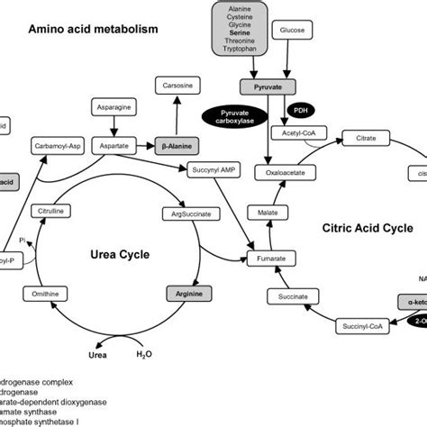 Citrate Cycle