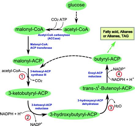 Fatty acid biosynthesis. Acetyl-CoA is converted into malonyl-CoA by ...