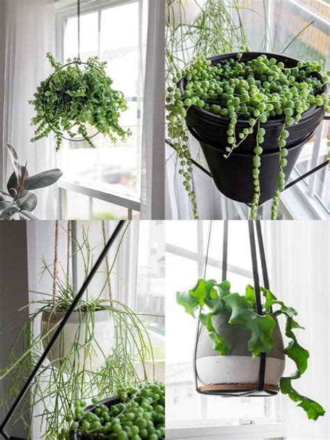 16 of the Best Indoor Hanging Plants: Stunning Trailing Houseplants!